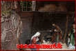Presepe di Vito Fera