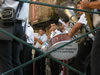 Capistrano - Processione di San Rocco 2010