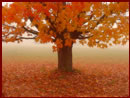 L ' albero ed il ramo