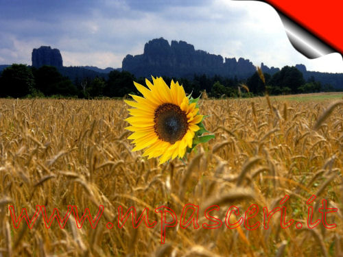Il girasole ed il grano - Un nuovo fiore