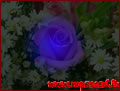 La Rosa Blu