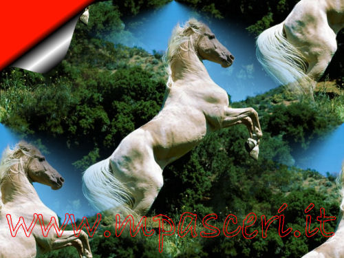 Cavallo