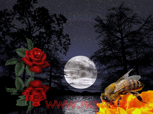 La rosa, la luna e le api