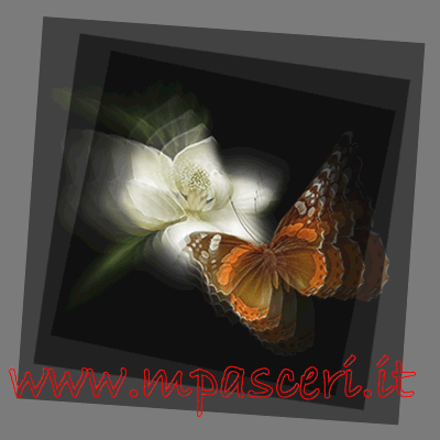 Farfalla
