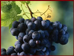 Uva. Il cerchio della gioia